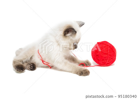 kitten on a white background 95180340