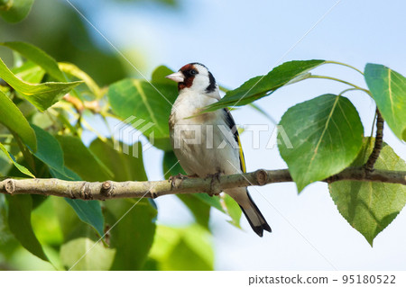 goldfinch on a branch 95180522