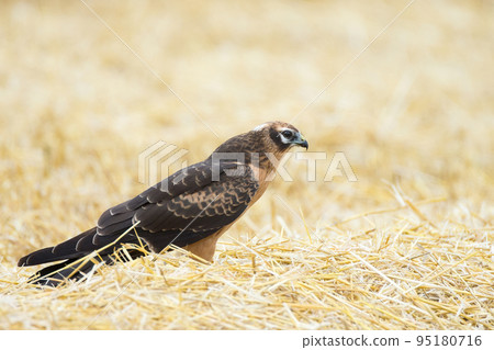 Circus pygargus on the wheat field Circus pygargus on the wheat field 95180716