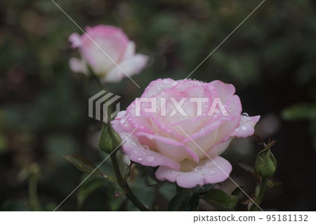 荒尾市少女公民花壇玫瑰花, 荒尾市少女公民花壇玫瑰花, 95181132