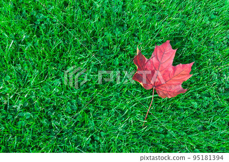Autumn leaf maple on green grass Autumn leaf maple on green grass 95181394