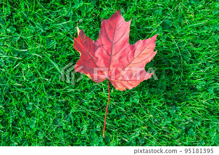 Autumn leaf maple on green grass Autumn leaf maple on green grass 95181395