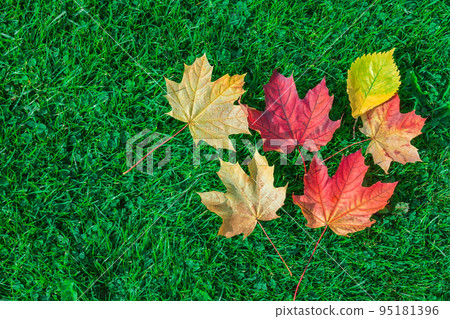 Autumn leaf maple on green grass Autumn leaf maple on green grass 95181396