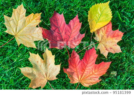 Autumn leaf maple on green grass Autumn leaf maple on green grass 95181399