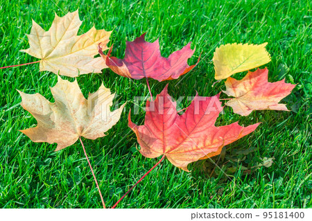 Autumn leaf maple on green grass Autumn leaf maple on green grass 95181400