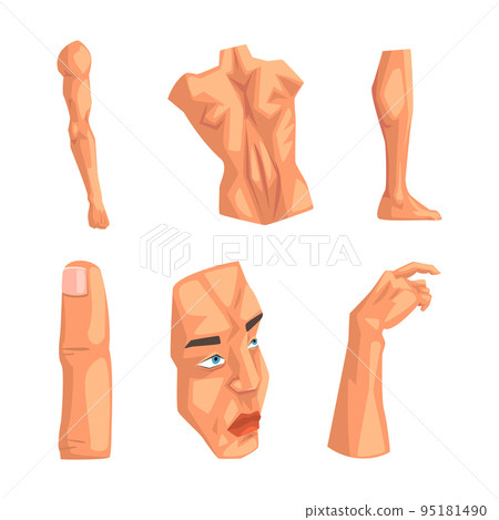 Body Parts with Torso, Arm, Face, Hand, Finger and Muscled Leg Vector Set 95181490