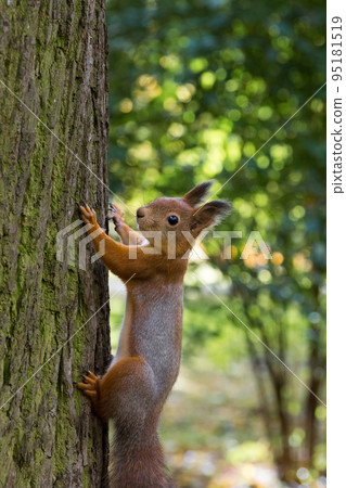 squirrel on a branch squirrel on a branch 95181519