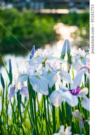 The irises blooming at the water's edge 95181753