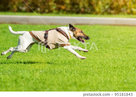 running dog on grass running dog on grass 95181843