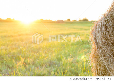 Sheaf of hay on the field at sunset Sheaf of hay on the field at sunset 95181935