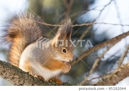 squirrel on a tree 95182044