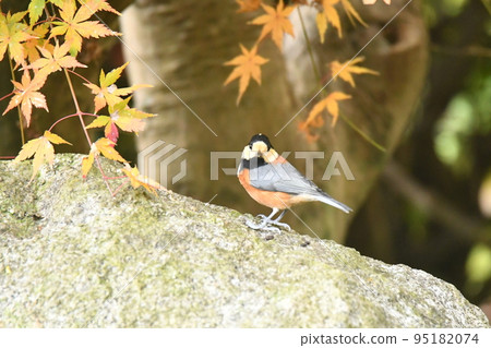 little bird in autumn leaves little bird in autumn leaves 95182074