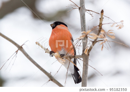 bullfinch on the branch 95182350