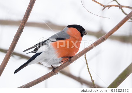 bullfinch on the branch 95182352