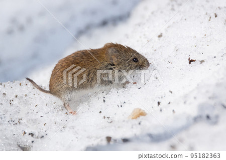 mouse in the snow 95182363
