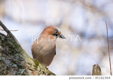 jay on a branc jay on a branc 95182364