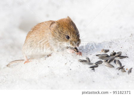 mouse in the snow 95182371