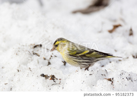 siskin in the snow 95182373