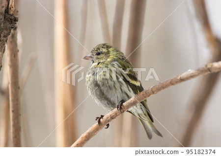 siskin in the snow 95182374