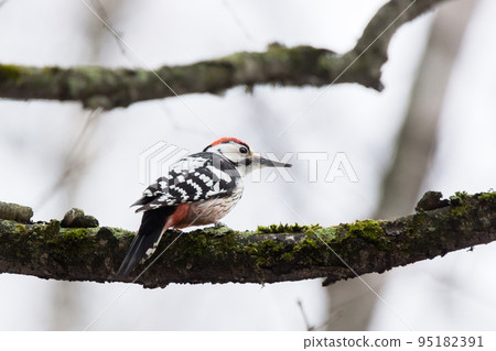 woodpecker on a tree 95182391