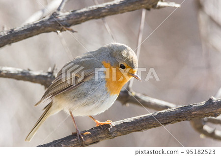 robin on a branch 95182523