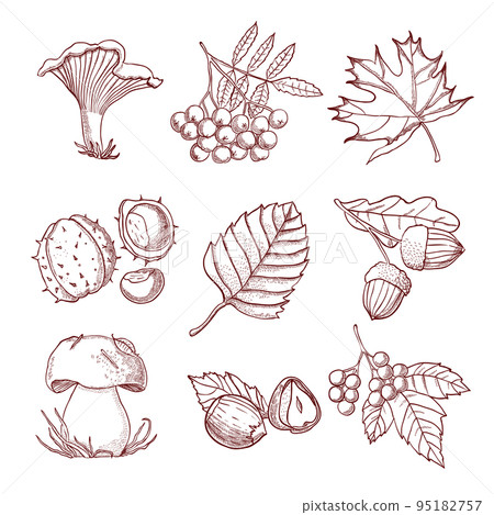 Hand Drawn Autumn Set Hand Drawn Autumn Set 95182757