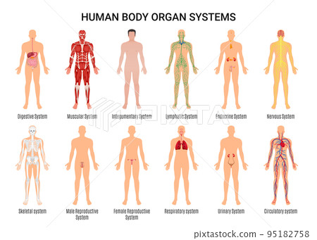 Human Body Organ Systems Poster Human Body Organ Systems Poster 95182758