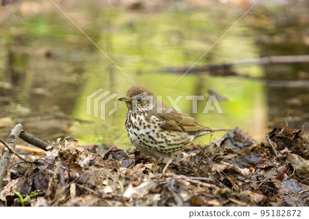 songbird on a grass songbird on a grass 95182872