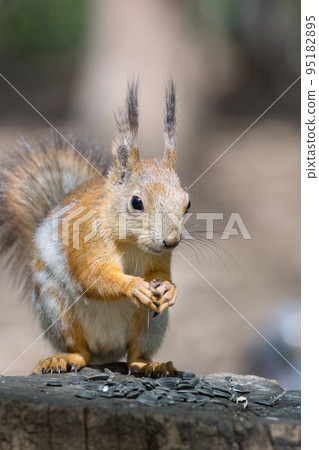 squirrel on a tree squirrel on a tree 95182895
