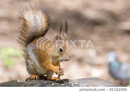 squirrel on a tree squirrel on a tree 95182896