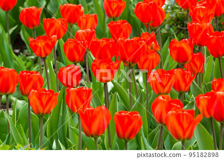 flowers of red tulips flowers of red tulips 95182898