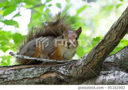 squirrel on a tree squirrel on a tree 95182902