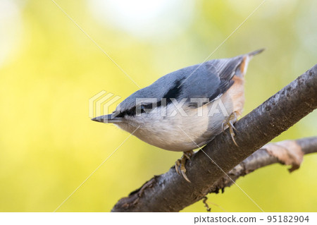 nuthatch on the branch nuthatch on the branch 95182904