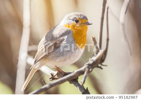 robin on a branch robin on a branch 95182907