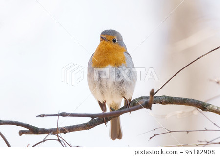 robin on a branch robin on a branch 95182908
