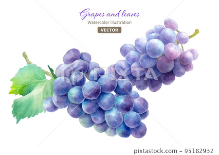有兩片葉子的紫色葡萄。水彩插圖。巨峰。 （向量） 95182932