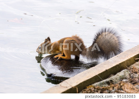 squirrel on a tree 95183083