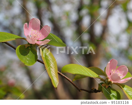 中國木瓜花，木瓜 95183116
