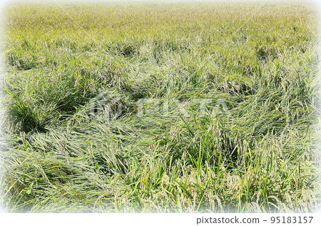 颱風過後稻田翻翻與未翻稻混合的場景(插畫風格) 颱風過後稻田翻翻與未翻稻混合的場景(插畫風格) 95183157
