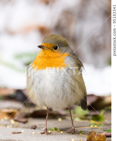 robin on a branch robin on a branch 95183341