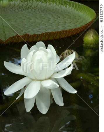 White flower of Amazon water lily 95183779