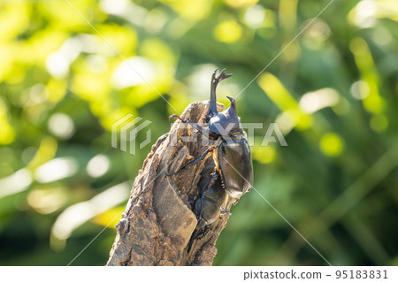 雄性和雌性甲蟲棲息在樹枝上 95183831