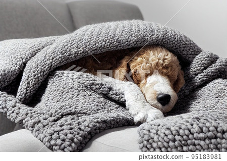Cute baby dog puppy slepping on on sofa under blanket. 95183981