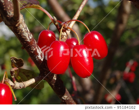 red berries of Japanese cornel 95184102
