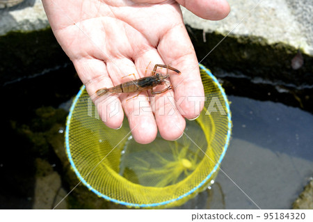 Catch the firm freshwater shrimp with the tamo Catch the firm freshwater shrimp with the tamo 95184320