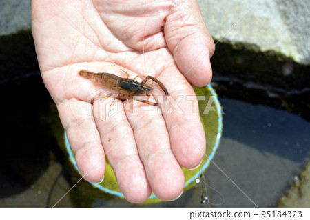 用塔莫釣到結實的淡水蝦 用塔莫釣到結實的淡水蝦 95184323