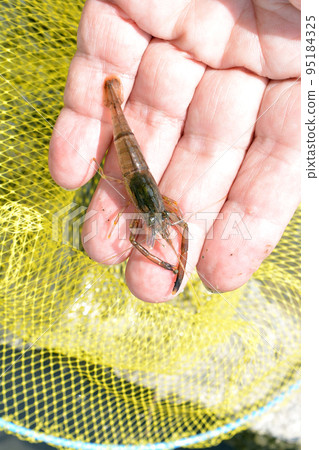 Catch the firm freshwater shrimp with the tamo Catch the firm freshwater shrimp with the tamo 95184325