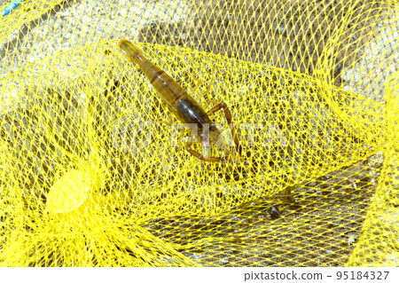 Catch the firm freshwater shrimp with the tamo Catch the firm freshwater shrimp with the tamo 95184327