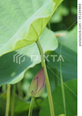 Flower buds hidden in lotus leaves Flower buds hidden in lotus leaves 95184469