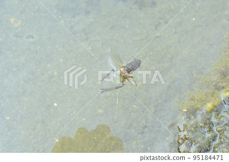Long-tailed shrimp that floats to the surface of the water on a hook Long-tailed shrimp that floats to the surface of the water on a hook 95184471